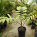 CHAMBEYRONIA HOOKERI THE BLONDE FLAME THROWER PALM