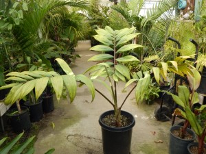 CHAMBEYRONIA HOOKERI THE BLONDE FLAME THROWER PALM