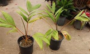 CHAMBEYRONIA HOOKERI THE BLONDE FLAME THROWER PALM