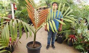 CHAMBEYRONIA MACROCARPA THE FLAME THROWER PALM NEW RED EMERGING LEAF