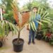 CHAMBEYRONIA MACROCARPA THE FLAME THROWER PALM NEW RED EMERGING LEAF
