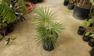 COCCOTHRINAX ARGENTEA MEDIUM SIZED FAN PALM