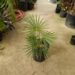 COCCOTHRINAX ARGENTEA MEDIUM SIZED FAN PALM