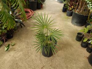 COCCOTHRINAX ARGENTEA MEDIUM SIZED FAN PALM