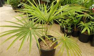 COCCOTHRINAX BARBADENSIS MEDIUM SIZED, NARROW TRUNK VERY “CUTE PALM” WITH GREEN OR SILVER GREEN LEAVES