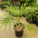 COCCOTHRINAX BARBADENSIS MEDIUM SIZED, NARROW TRUNK VERY “CUTE PALM” WITH GREEN OR SILVER GREEN LEAVES