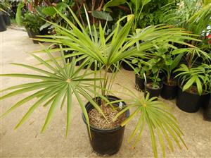COCCOTHRINAX BARBADENSIS MEDIUM SIZED, NARROW TRUNK VERY “CUTE PALM” WITH GREEN OR SILVER GREEN LEAVES