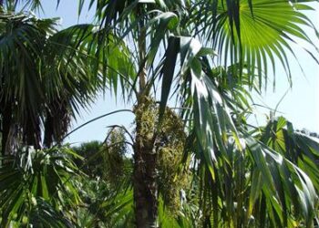 COCCOTHRINAX BARBADENSIS MEDIUM SIZED, NARROW TRUNK VERY “CUTE PALM” WITH GREEN OR SILVER GREEN LEAVES