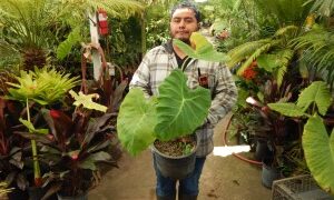 CALOCASIA GIGANTEA THAILAND GIANT HUGE ELEPHANT EAR TYPE PLANT