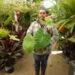 CALOCASIA GIGANTEA THAILAND GIANT HUGE ELEPHANT EAR TYPE PLANT
