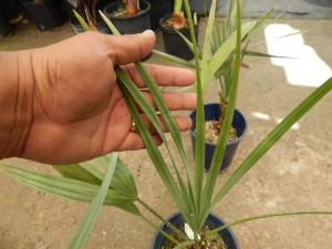 COPERNICIA PRUNIFERA THE CARNUBA WAX PALM