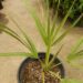 COPERNICIA PRUNIFERA THE CARNAUBA WAX PALM