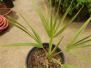 COPERNICIA PRUNIFERA THE CARNAUBA WAX PALM