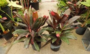 HAWAIIAN TI PLANTS GREAT COLOR FOR THE GARDEN RARELY SEEN NEAR BLACK FOLIAGE VARIETY