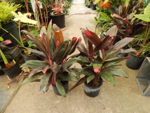 HAWAIIAN TI PLANTS GREAT COLOR FOR THE GARDEN RARELY SEEN NEAR BLACK FOLIAGE VARIETY
