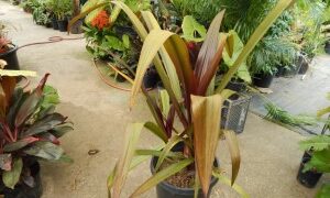CRINUM AMABILE – PURPLE LEAF FORM LARGE CRINUM LILY – AKA “QUEEN EMMA LILY”