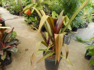 CRINUM AMABILE – PURPLE LEAF FORM LARGE CRINUM LILY – AKA “QUEEN EMMA LILY”