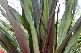 CRINUM AMABILE – PURPLE LEAF LARGE CRINUM TYPE LILY – AKA “QUEEN EMMA LILY”