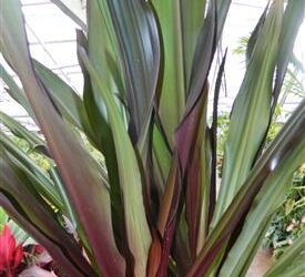CRINUM AMABILE – PURPLE LEAF LARGE CRINUM TYPE LILY – AKA “QUEEN EMMA LILY”