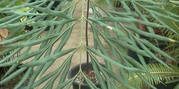 CYCAS DEBAOENSIS SUPER RARE, MULTIPINNATE, SMALL CAUDEX, LONG LEAVES 
