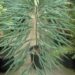 CYCAS DEBAOENSIS SUPER RARE, MULTIPINNATE, SMALL CAUDEX, LONG LEAVES 