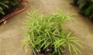 CYCAS DEBAOENSIS SUPER RARE, MULTIPINNATE, SMALL CAUDEX, LONG LEAVES