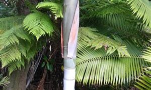 CYPHOPHOENIX ELEGANS THE ELEGANT PALM