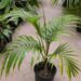 CYPHOPHOENIX ELEGANS THE ELEGANT PALM