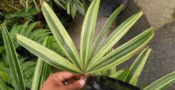 VARIEGATED RHAPIS EXCELSA EXOTIC – TEND TO BE SMALL, MINIATURE PALMS