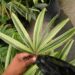 VARIEGATED RHAPIS EXCELSA EXOTIC – TEND TO BE SMALL, MINIATURE PALMS