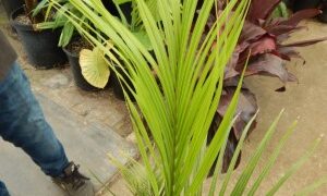 DYPSIS DECARYI THE TRIANGLE PALM