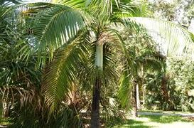 DICTYOSPERMA ALBUM VAR RUBRUM PRINCESS PALM, HURRICANE PALM