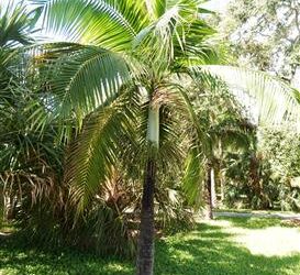 DICTYOSPERMA ALBUM VAR RUBRUM PRINCESS PALM, HURRICANE PALM
