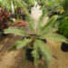 DIOON ANGUSTIFOLIUM THIN LEAFLET GREENT TO BLUE-GREEN CYCAD LIKE SUN AND HEAT