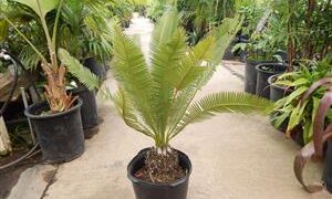DIOON EDULE SMALL TO MEDIUM SIZED MEXICAN CYCAD