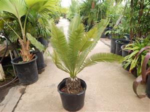 DIOON EDULE SMALL TO MEDIUM SIZED MEXICAN CYCAD
