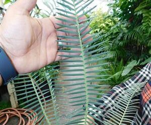 DIOON EDULE BLUE QUERETERO VARIETY