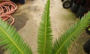 DIOON SPECIES “RIO VERDE” MEXICAN CYCAD WITH LONG LEAVES