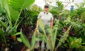 DIOON HOLMGRENII RARE MEXICAN DIOON CYCAD