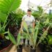 DIOON HOLMGRENII RARE MEXICAN DIOON CYCAD