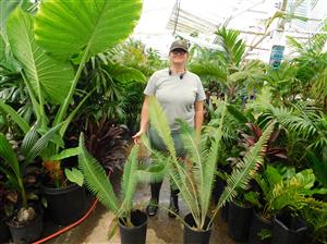 DIOON HOLMGRENII RARE MEXICAN DIOON CYCAD