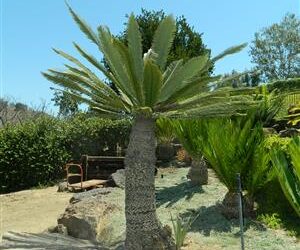 DIOON MEROLAE SLOW GROWING SMALL TO MEDIUM SIZED CYCAD