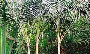 DYPSIS ARENARUM THE SAND PALM