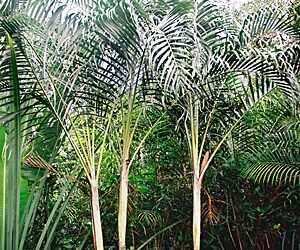 DYPSIS ARENARUM THE SAND PALM