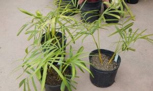 DYPSIS BARONII IDEAL RARE SUCKERING MADAGASCAR PALM