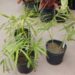DYPSIS BARONII IDEAL RARE SUCKERING MADAGASCAR PALM