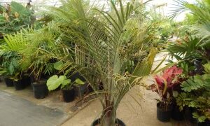 DYPSIS DECARYI THE TRIANGLE PALM