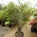 DYPSIS DECARYI THE TRIANGLE PALM