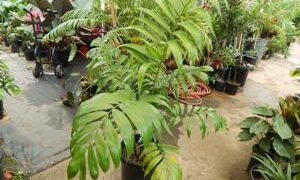 DYPSIS LANCEOLATA