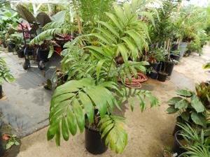 DYPSIS LANCEOLATA